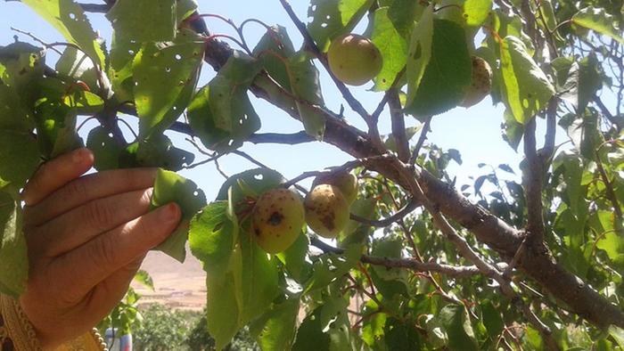 apricot trees are doing great