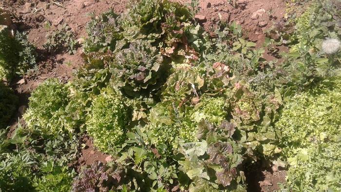 lettuce seeds were brought from Canada and they love the Moroccan soil and climate