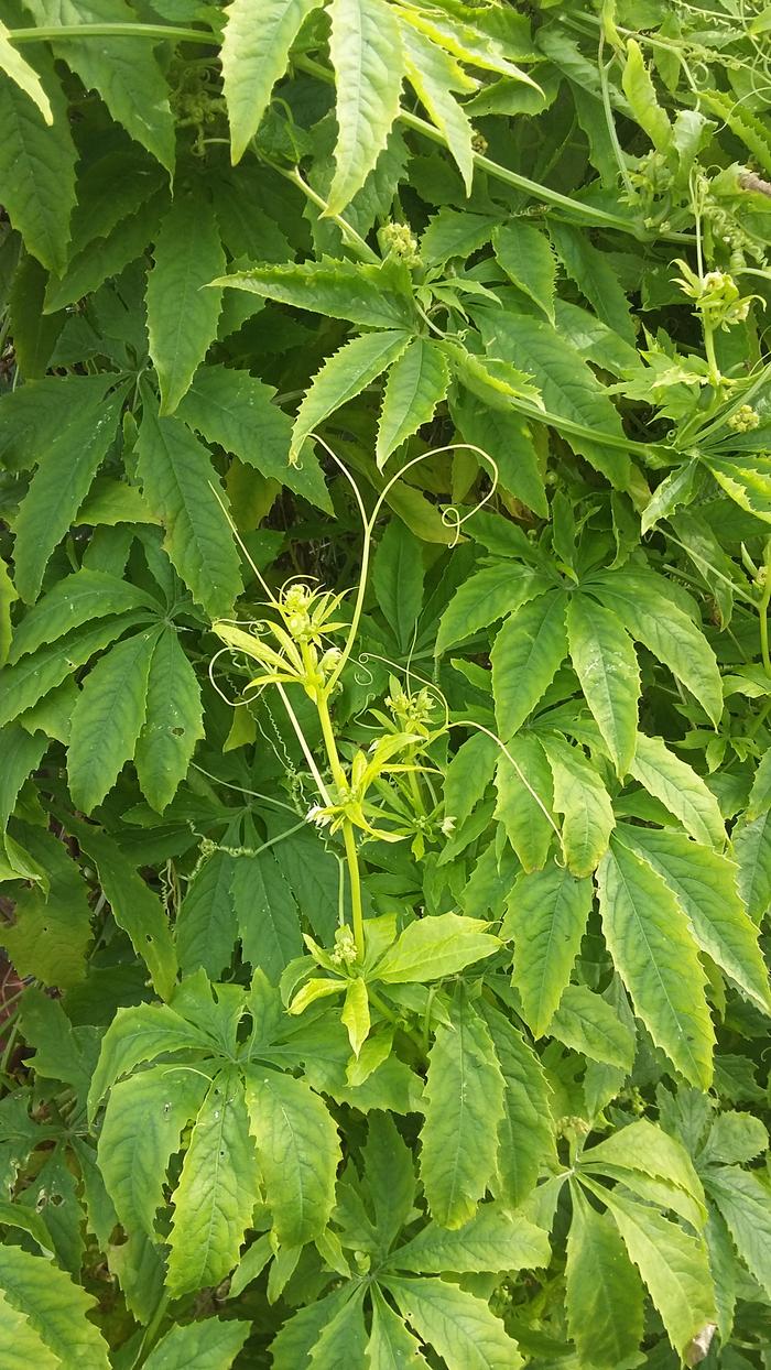 cyclanthera pedata identification achocha