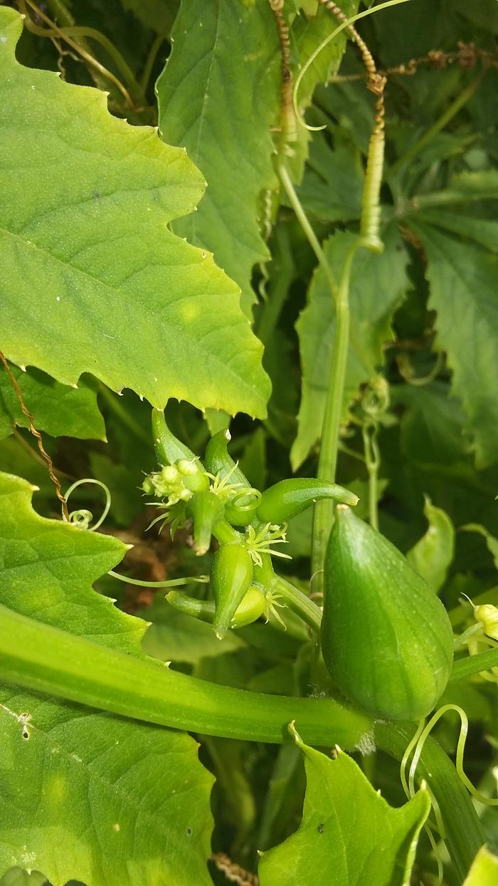 caigua edible pods