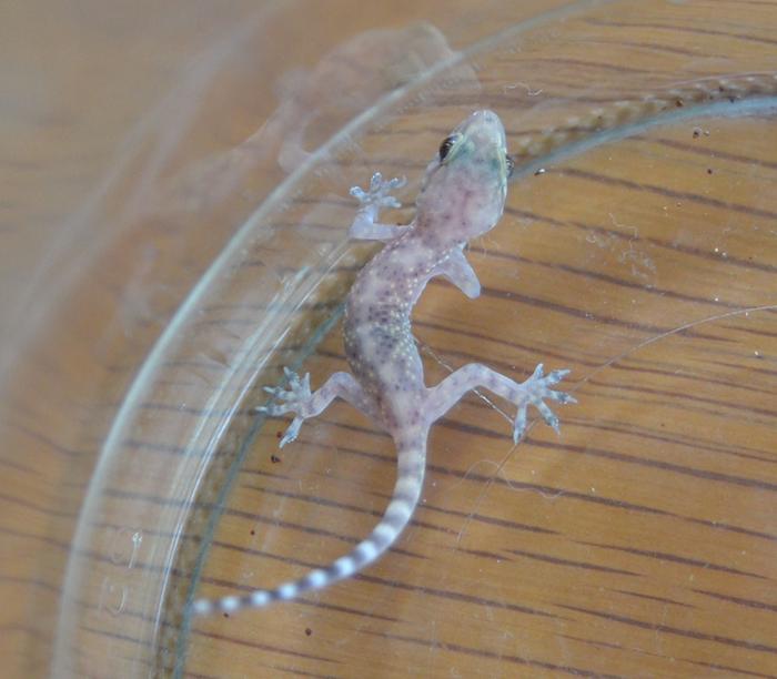 [Thumbnail for GECKO-3.jpg]