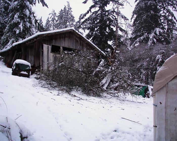 Hollow apple tree lost branch that shaded barn windows