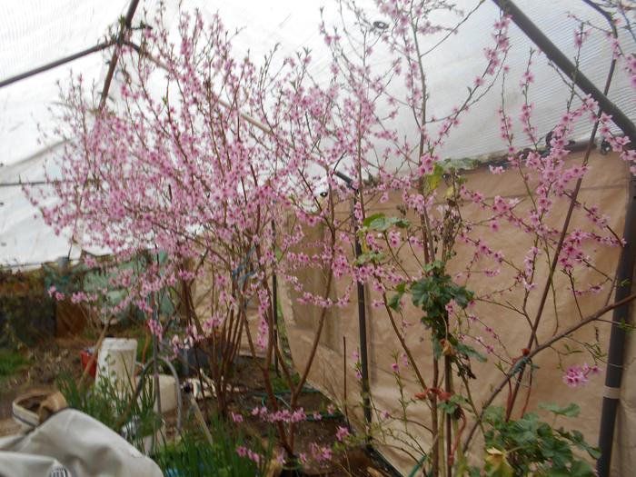 Peach blossoms started 1st of march in hoop house