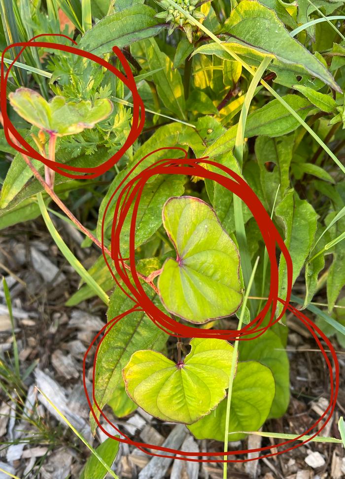 Chinese yam vine growing in neglect