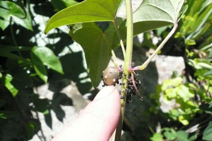 Dioscorea batatas is producing aerial mini-tubers