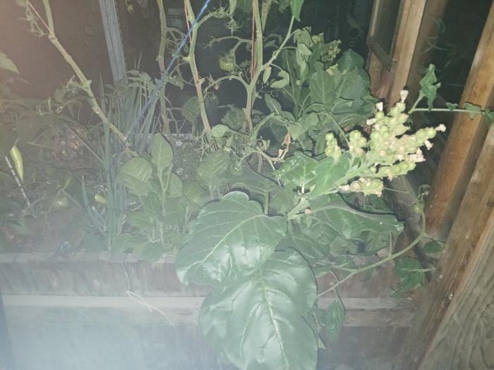 Tobacco in the greenhouse.