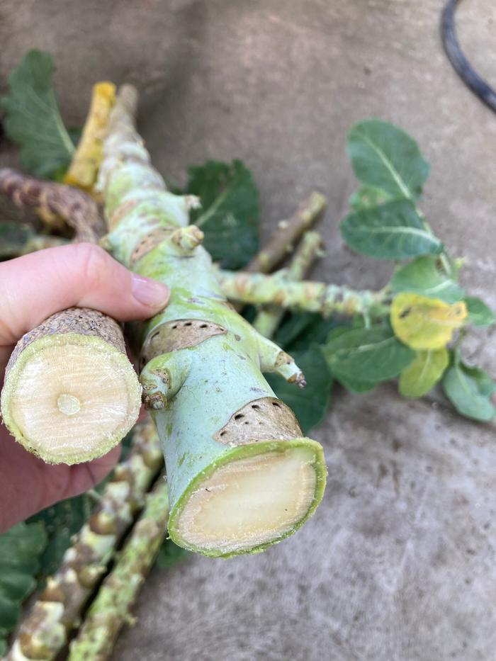  thousand head kale stem thickness