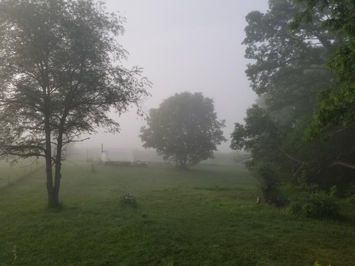 foggy field