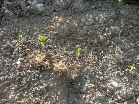 Peas coming up