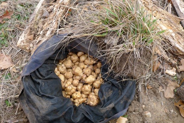 Fabric bag keeps them clean and free of pill bug damage