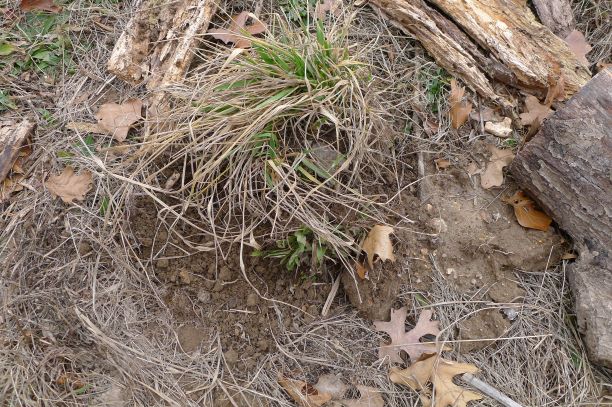 Marked with a clump of grass on top