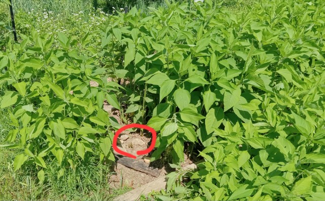 Removing sunchokes gradually to grow sweet potato in place