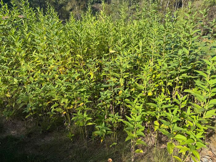 Second year sunchokes -- too dense?