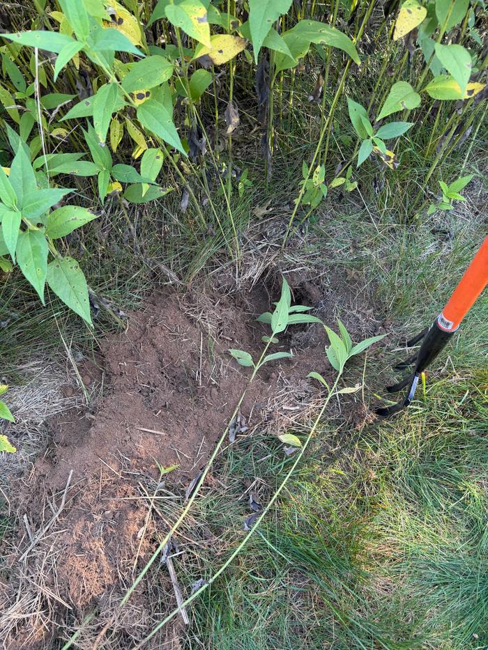 Casual digging
