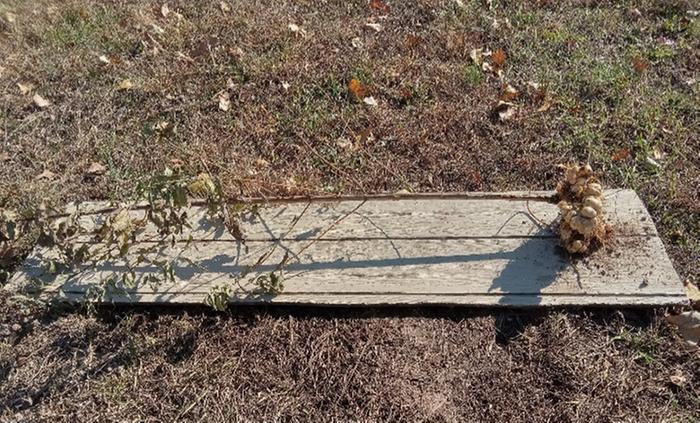 Sunchoke from single tuber