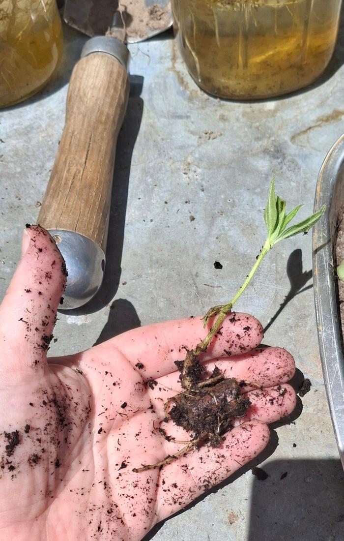 tiny sunchoke sprout