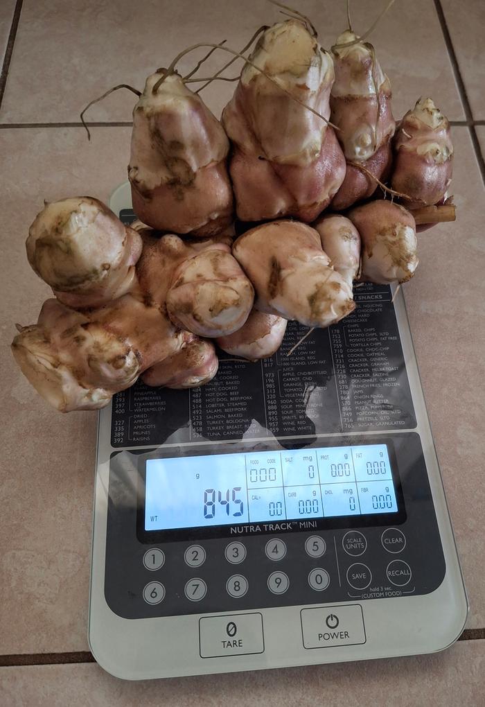 huge sunchoke tuber on digital scale