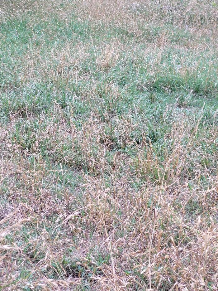 Early drought spring and there's still green grass by the swale