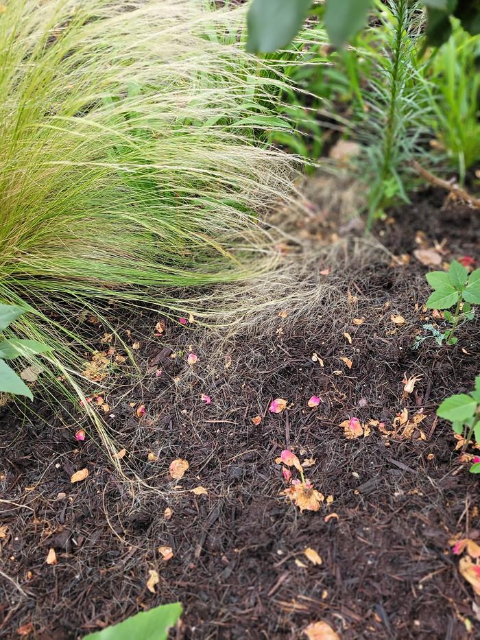 Feathergrass seedlings look like fur in the mulch 