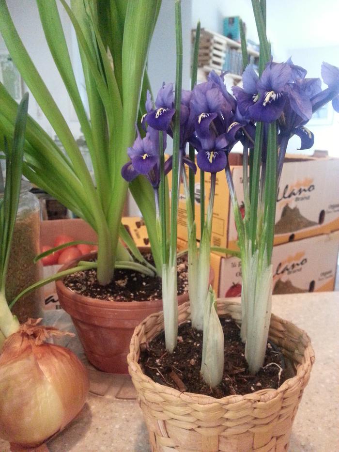 iris and hyacinth