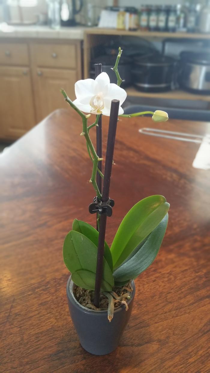 orchid blooms another time!