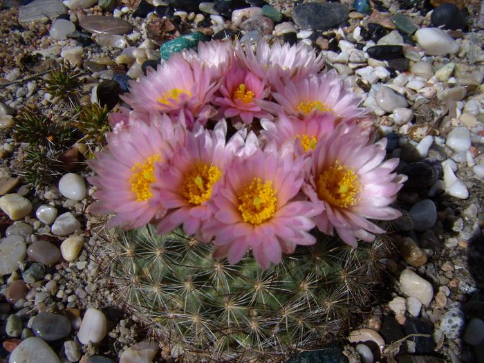 Pediocactus simpsonii