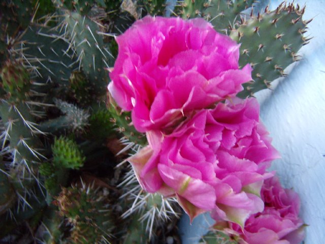 [Thumbnail for opuntia-polyacantha.jpg]