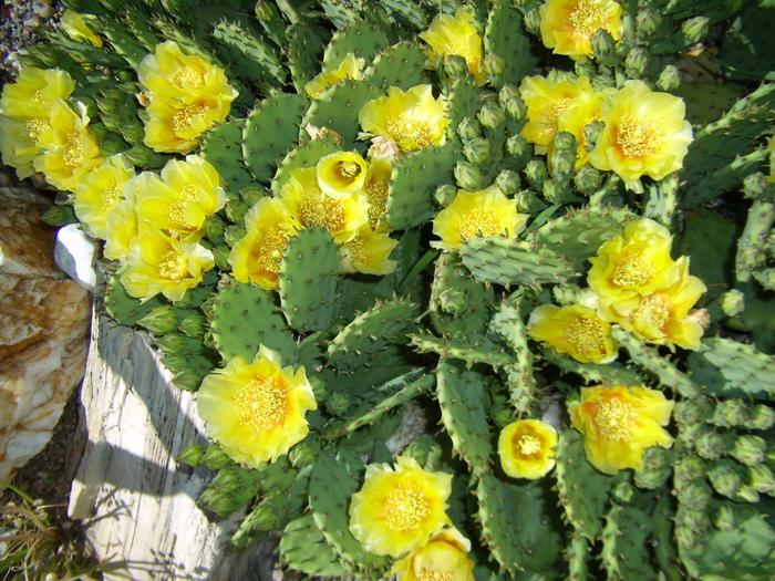 Opuntia humifusa