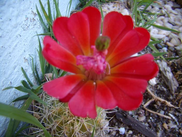 Echinocereus triglochidiatus