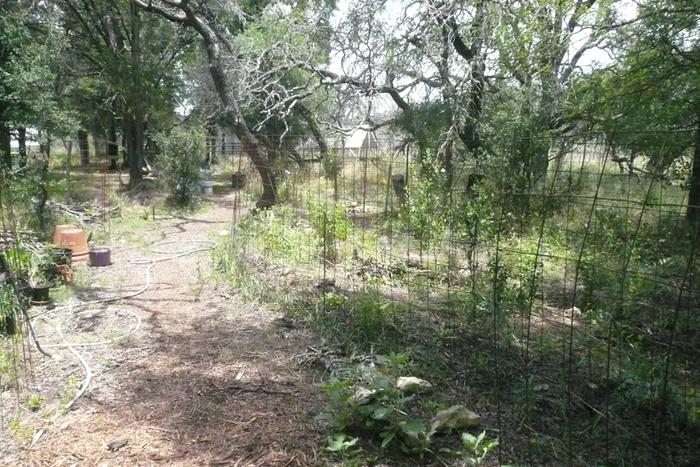 view of food forest