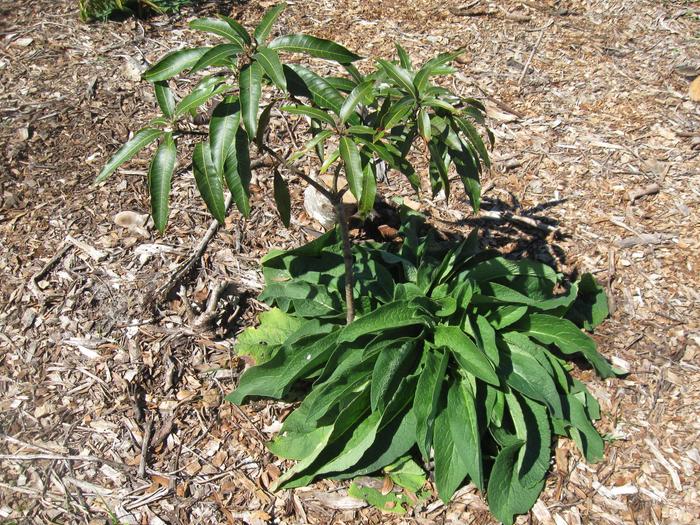 the one I planted next to my mango tree has grown to be huge!