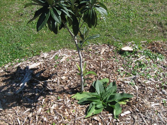 to show the size of the different comfrey plants.