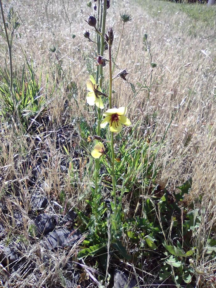 Verbascum blattaria 