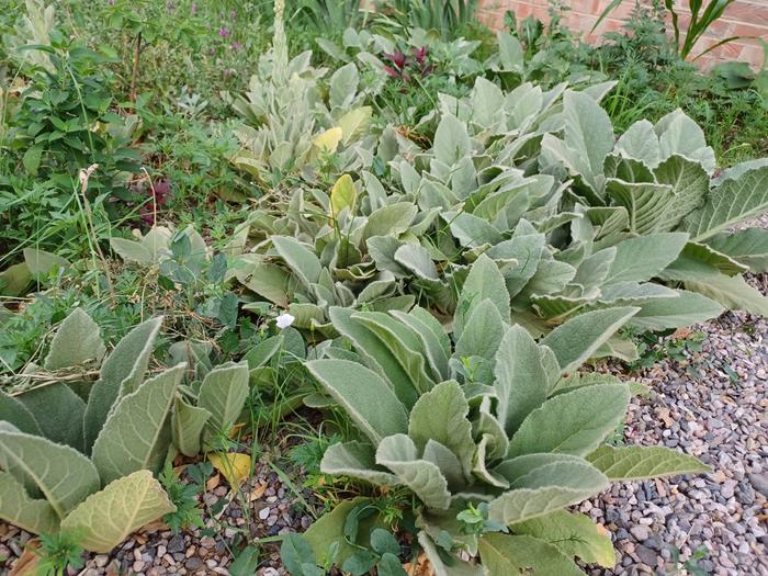 Mullein groundcover