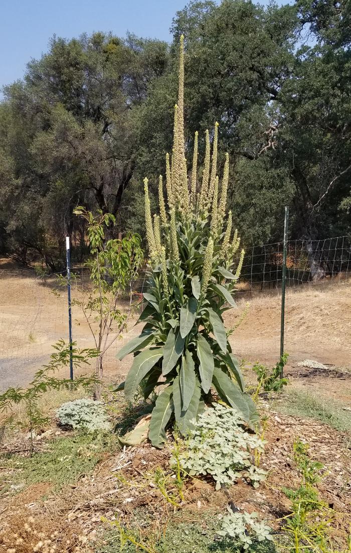 Mullein growing on top of large hugelkulture