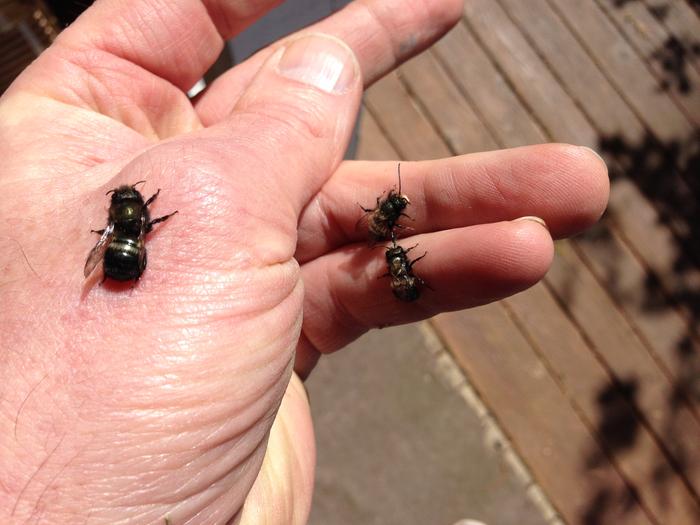 [Thumbnail for mason-bees-on-finger-and-hand.JPG]