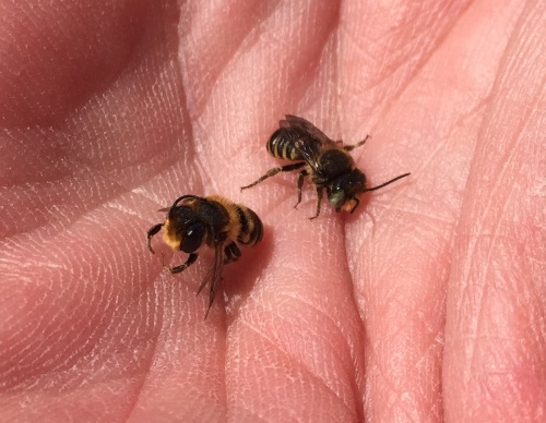 [Thumbnail for leafcutter-bees-in-hand1.jpg]