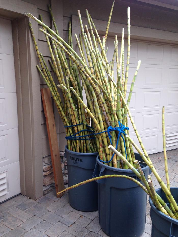 120 Canes washed and ready for pressing