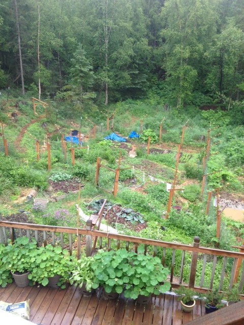 [Thumbnail for 2014-garden.jpg]