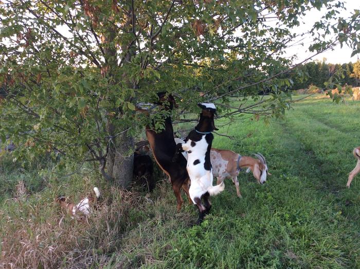 One of their favorite trees, Manitoba maple.