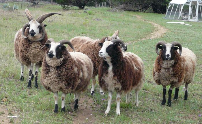 left to right: Yoggie, Mimi, Tuli, Valentine, Pan