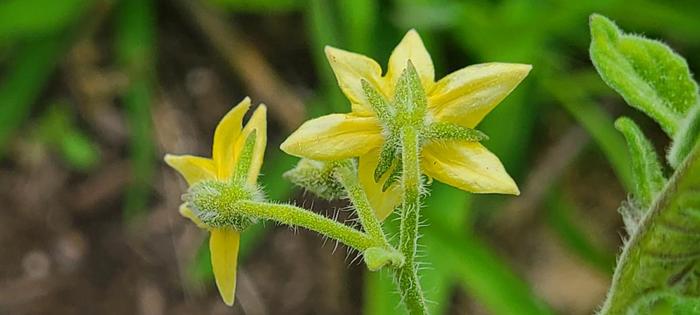 Backside of flowers.