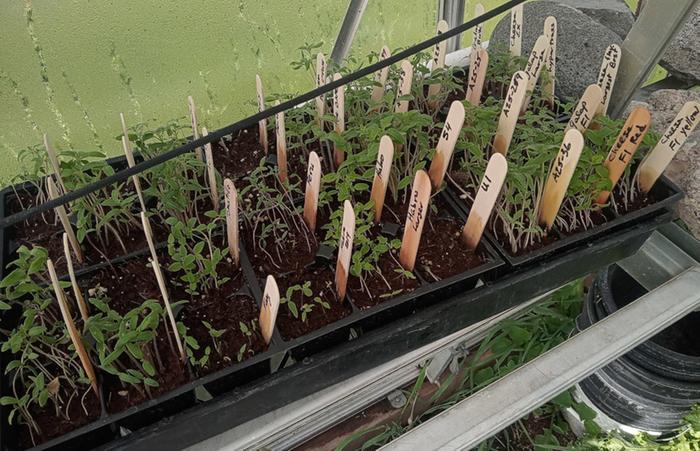 tomatoes, ground cherry, tomatillo, potato