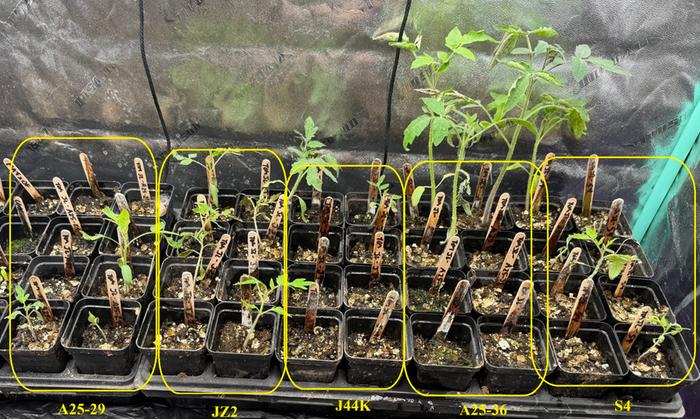 tomato starts