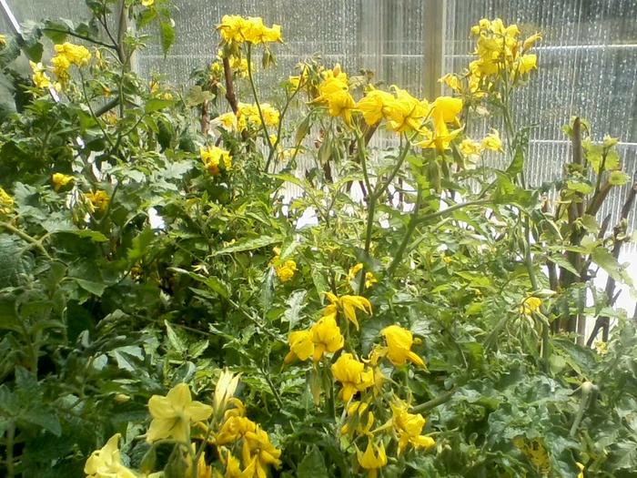 wild-tomato-flowers