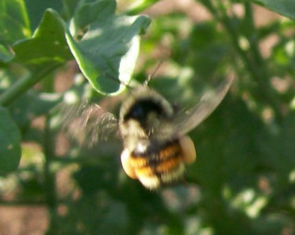 [Thumbnail for pollinator-3.jpg]