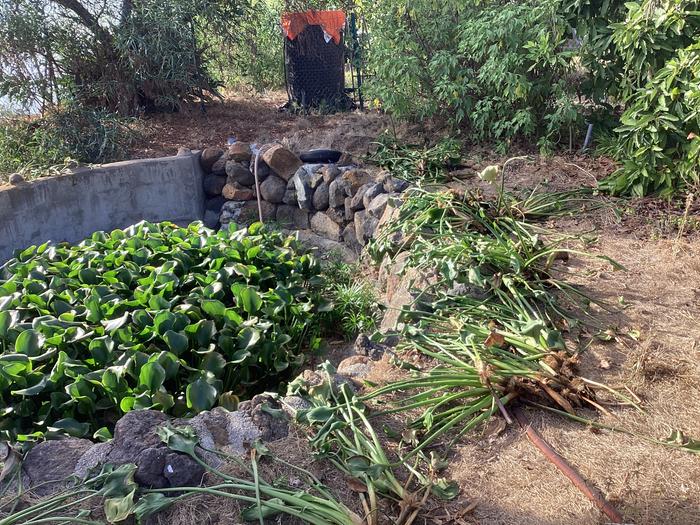 harvesting water hyacinths for green compost material