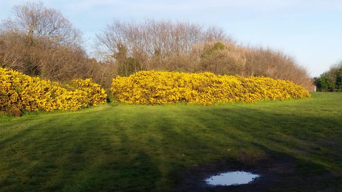 This is gorse. another yellow flowered plant.