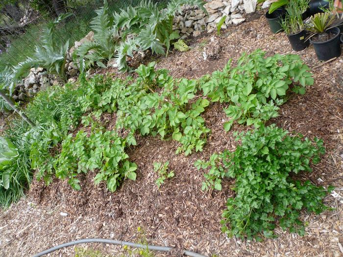 tatermulch