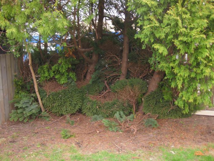 Natural brush fence